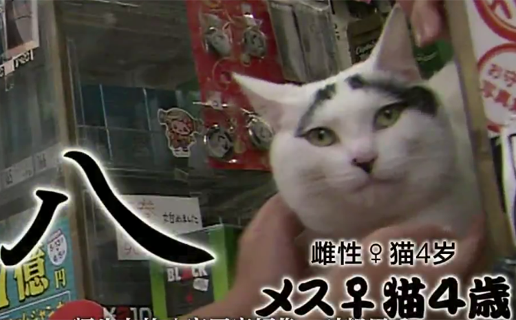 小八.png 小八.png